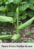 fruits de zinziber officinale