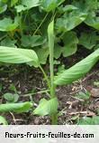 Fleurs-Fruits-Feuilles de zinziber officinale