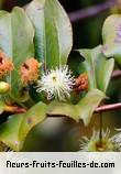 Fleurs-Fruits-Feuilles d'aphloia theiformis