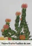 Fleurs de banksia species