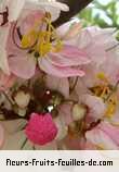 Fleurs de cassia javanica