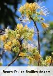 Fleurs-Fruits-Feuilles de crateva adansonii_subsp_odora