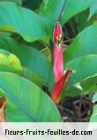 Fleurs-Fruits-Feuilles d'heliconia stricta