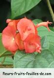 Fleurs-Fruits-Feuilles d'holmskioldia sanguinea