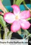 Adenium obesum