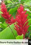 Alpinia purpurata