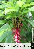 Alpinia purpurata