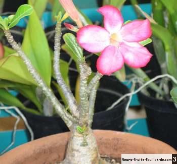 Adenium obesum
