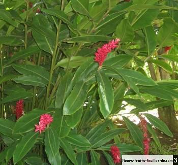 Alpinia purpurata