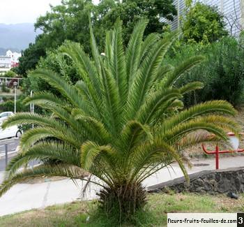 Planter un palmier Planter un palmier