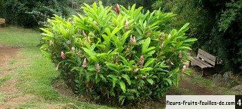 Alpinia purpurata