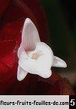 Alpinia purpurata