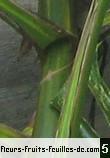 Epipremnum pinnatum Epipremnum pinnatum
